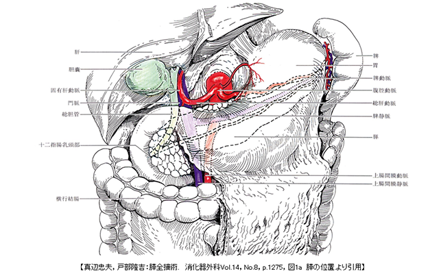 図1 膵臓