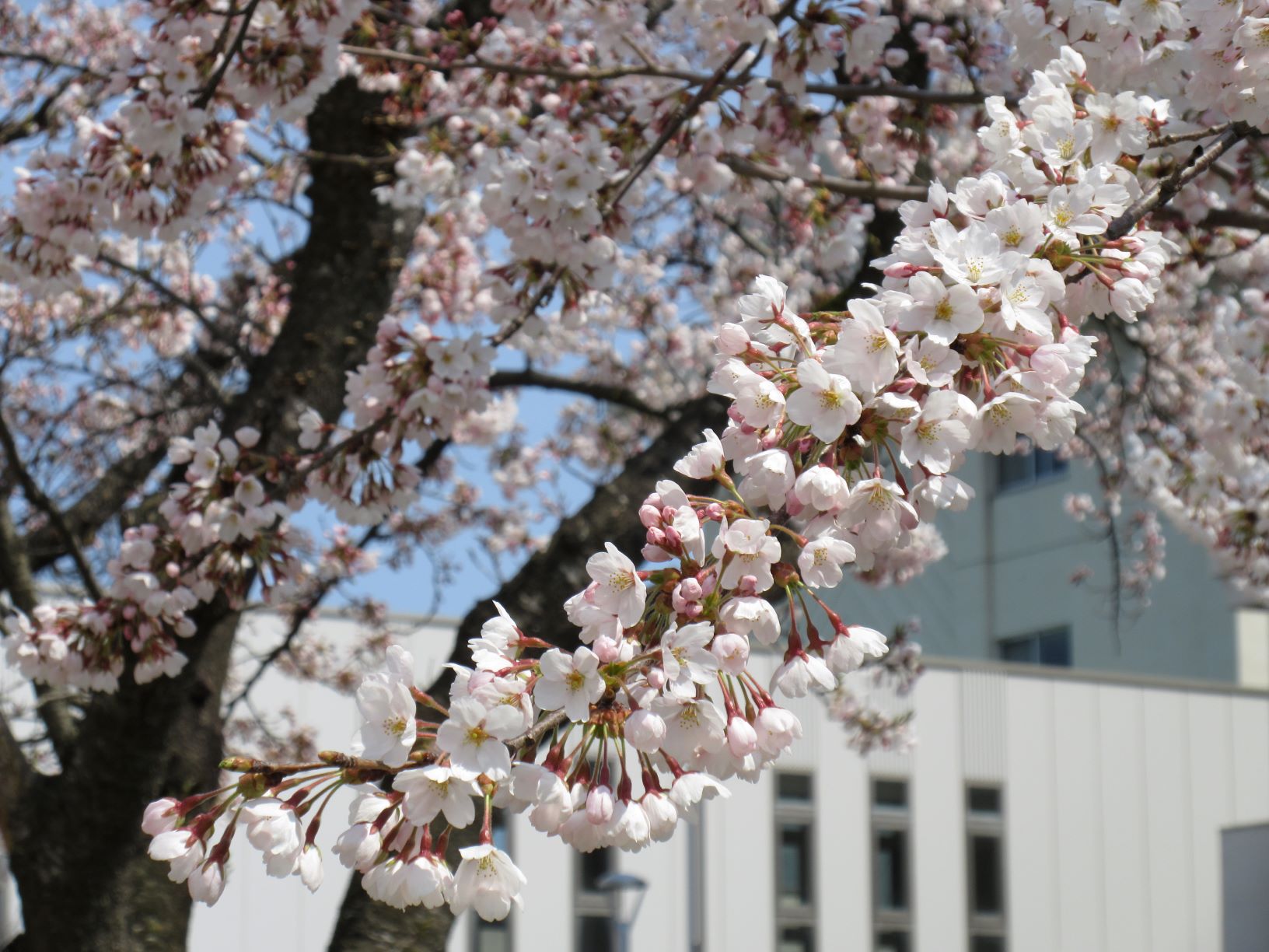 保健学科前のさくらが開花しました