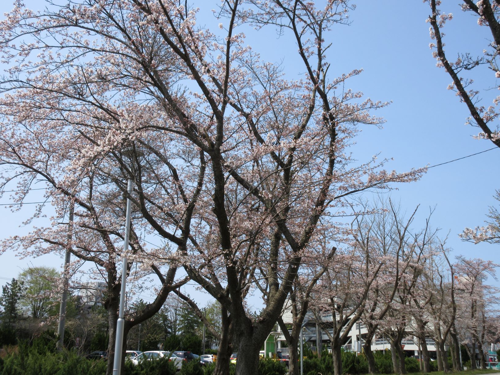 保健学科前のさくらが開花しました