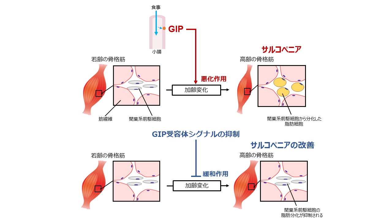 代謝・内分泌内科学講座 髙橋 侑也 医員 が著者となる学術論文が国際誌『Journal of Cachexia, Sarcopenia and Muscle』に掲載されました