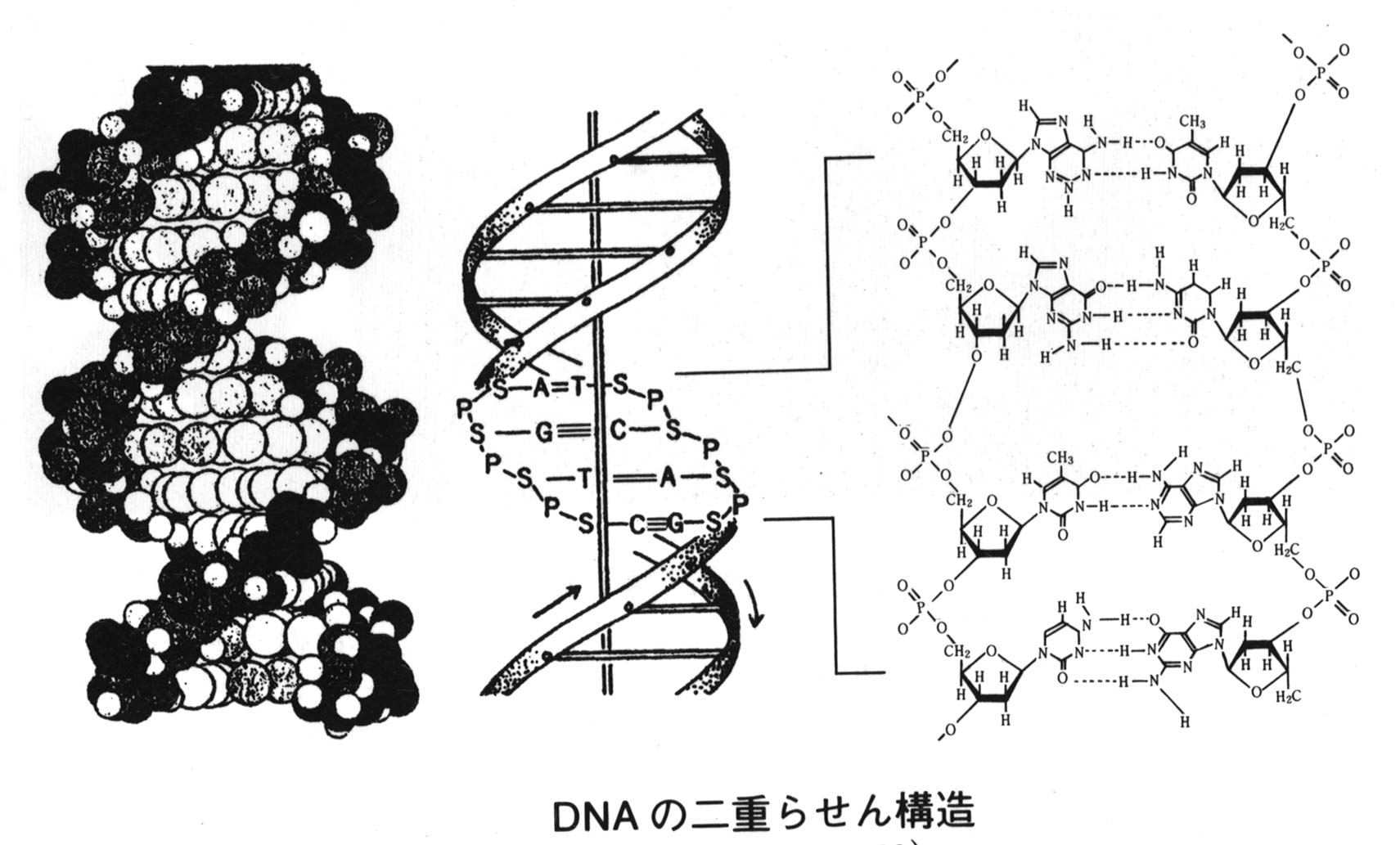 DNAの発見