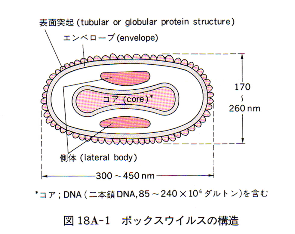 と は 痘 天然