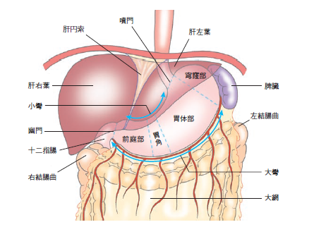 図1　胃の説明図