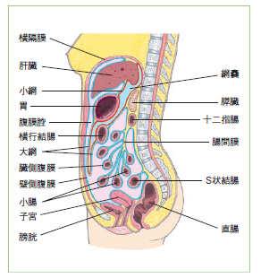 図2　側面から見た臓器の説明図