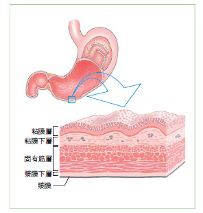 図3　胃壁は内側から粘膜、粘膜下層、固有筋層、漿膜下層、漿膜の５層構造