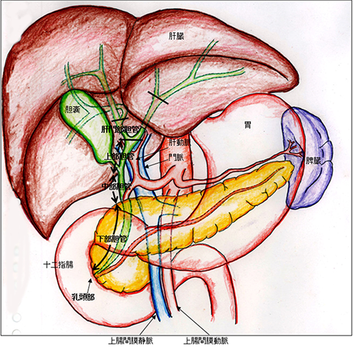図1 胆道および周囲臓器である肝臓、十二指腸、血管の解剖図