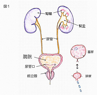 膀胱の役割