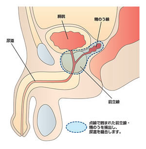 前立腺の解剖図