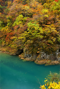 秋の紅葉