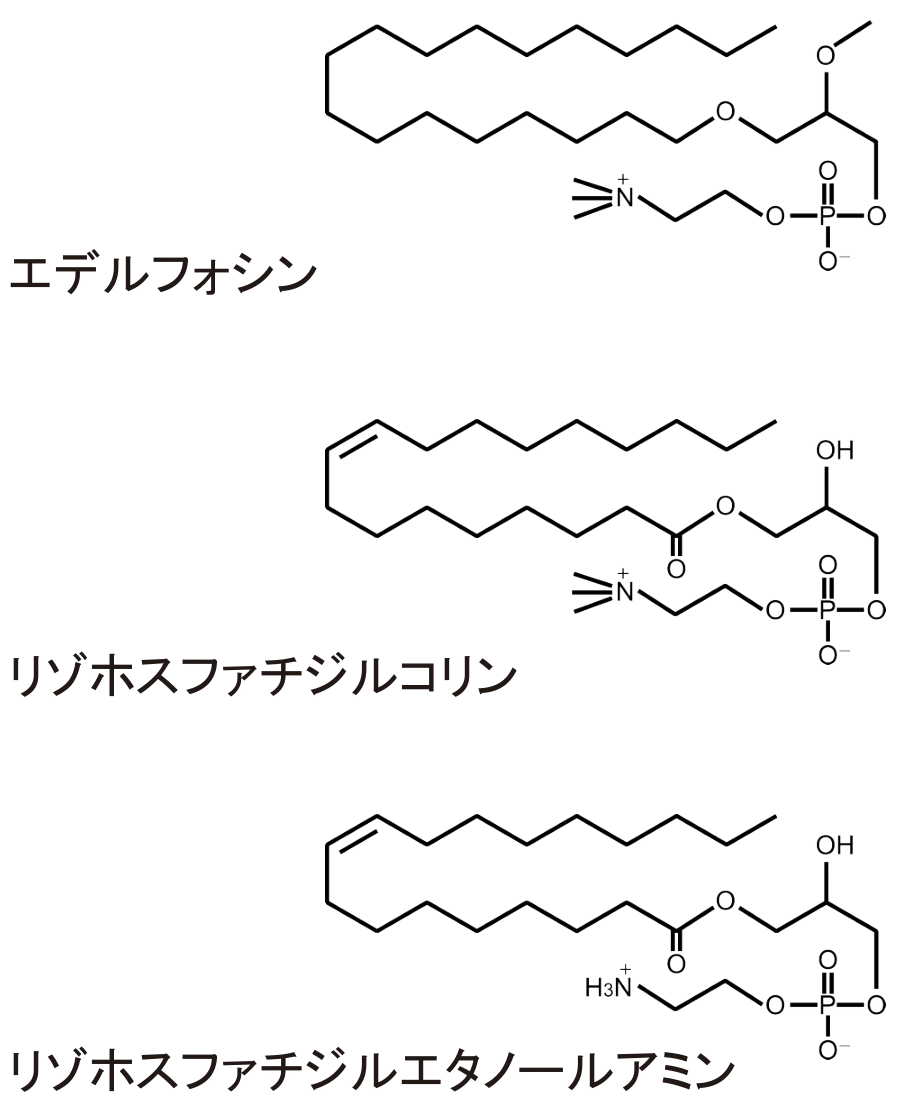 生体防御学講座 石井 聡 教授 が著者となる学術論文が国際誌『European Journal of Pharmacology』に掲載されました