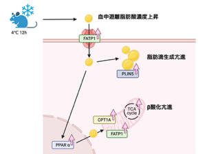 法医科学講座 早川 輝 教授が著者となる学術論文が国際誌『Journal of Molecular Medicine』に掲載されました