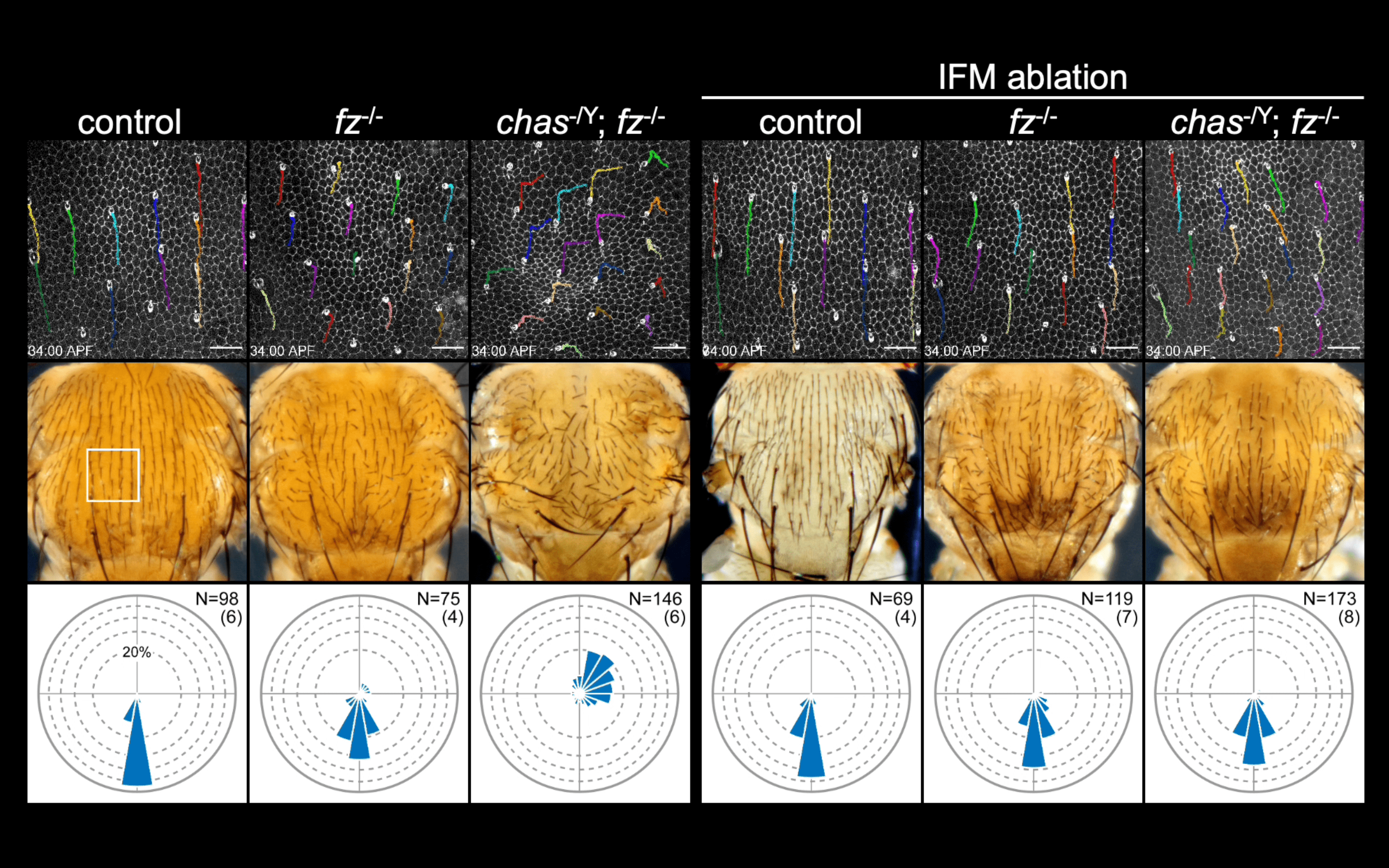 細胞生物学講座 鮎川友紀講師らが作成した動画が「2023 Drosophila Image Award」(動画部門)の2nd Runner Upに選出されました。