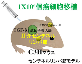 リンパ節転移メカニズムの解明