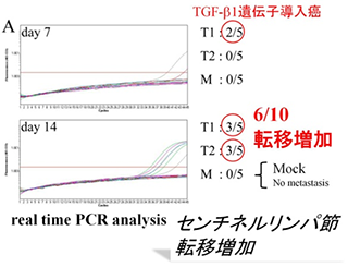 リンパ節転移メカニズムの解明