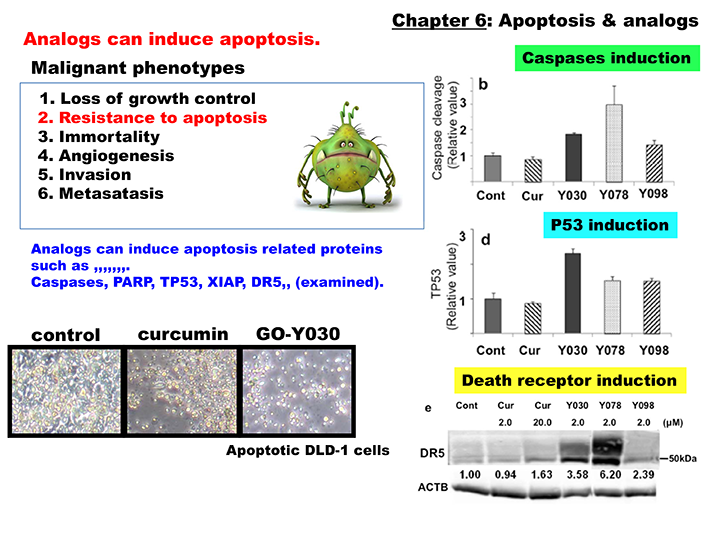 Super-Curcumin Story