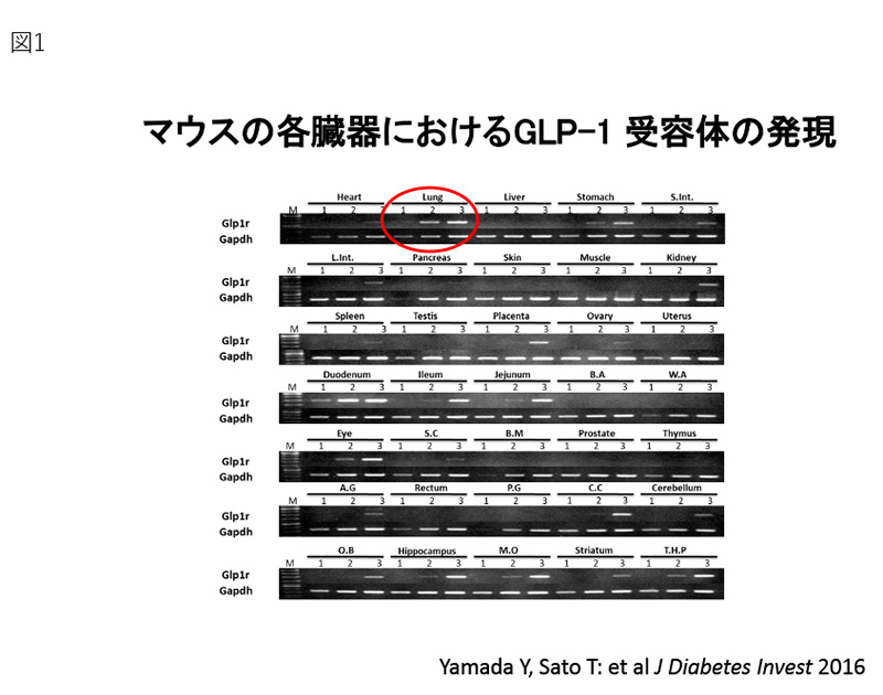 GLP-1受容体シグナルの肺における生体防御への役割