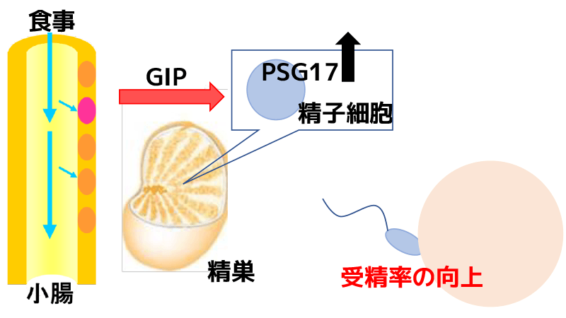 摂食と生殖能を繋ぐ分子メカニズムの解明と肥満症・糖尿病における男性不妊の治療への応用