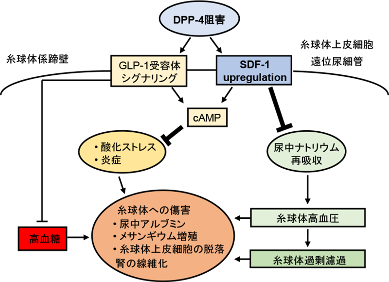 尿中ナトリウム、尿中アルブミン