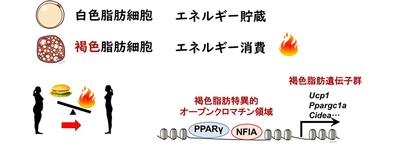 肥満症の治療標的として期待される「褐色脂肪組織」の新規制御因子を同定