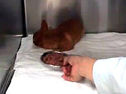 眠る猫たち 眠る子犬